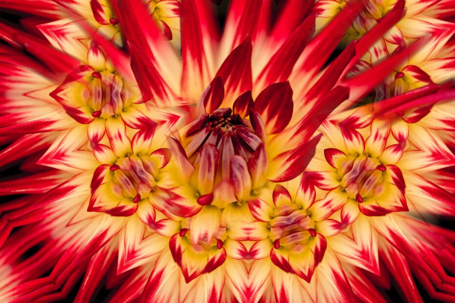 Trippy flower, fire flower." by Tai Pfeifer on Unsplash